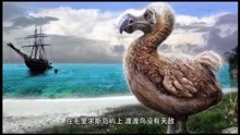殖民时期灭绝的11种珍稀动物（一）：大海雀、渡渡鸟