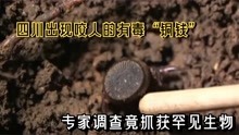 四川出现咬人的有毒“铜钱”，专家实地调查，竟抓获罕见生物！