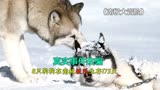 南极大冒险：真实事件改编，8只狗狗在南极生存175天
