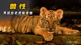 老虎从小跟人类生活在一起，长大后暴露了天性，电影“虎兄虎弟”