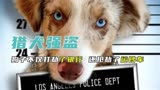 《猎犬强盗》：狗子不仅打劫银行抢劫运钞车，连乞丐饭碗都不放过
