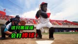 《王牌猩手》打棒球这只黑猩猩是认真的，站着不动就能赢下比赛