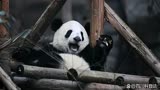 《功夫熊猫》原型之大熊猫功仔