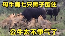 面对7只年轻的狮子，母牛却无力反抗，公牛太不争气，便宜了鬣狗
