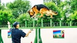 《七小汪警犬队》狗狗是人类最忠诚的朋友，致敬无言英雄！