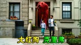 女孩捡到一只流浪狗，没想到一夜间长的比牛都大《大红狗克里弗》