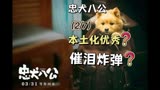 第2集《忠犬八公》中国版讲了个什么样的故事？
