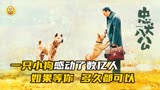 这是一只中华田园犬，感动全球数亿人的故事，国版忠犬八公
