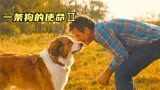 影视：《一条狗的使命2》一部看哭无数爱狗人的电影，强烈推荐。