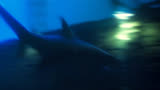 深海狂鲨2：公牛鲨偷听黑人老板说话，随后设下陷阱开启猎杀时刻