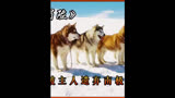 真实故事改编：八只狗被弃南极独自生存175天，电影《南极大冒险》