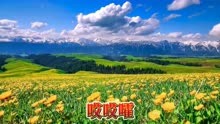 蒙古包哥一首草原歌曲《微腾花》歌曲旋律优美，悠扬动听。