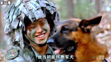 火凤凰：老狐狸让女兵自己排雷，二牛告诉女兵敌后活动要小心狗