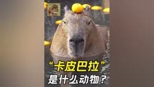 网红动物卡皮巴拉 动物界的佛系之神！ #capybara