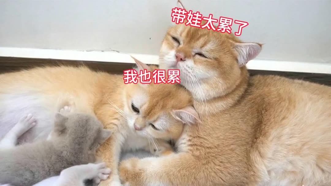 猫猫猫 pv_5350947560025200_d_601_1080