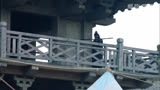  梅长苏在苏宅昏迷不醒，蔺晨成了智力担当 #琅琊榜 #