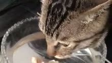 小猫喝水，你见过吗