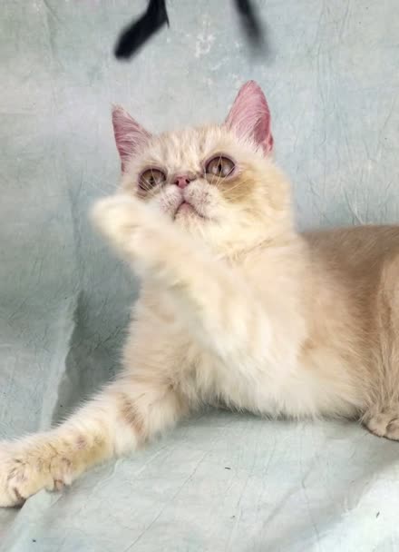 onni猫舍 乳色加菲猫特价出售 内有视频