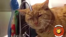 【天天嗨】傻猫喝水变洗澡，你给我出来主人我要奔溃了