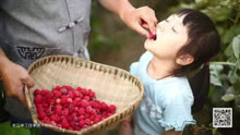 采摘树莓，手工制作树莓酱！