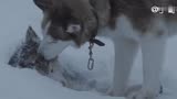 《南极大冒险》8只狗狗被主人抛弃在南极生存175天，返回后看呆了