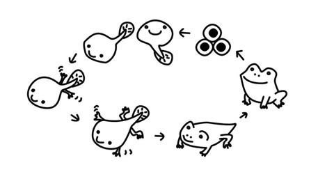 蝌蚪生长过程简笔画图片