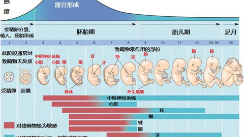 人的生命周期简图图片