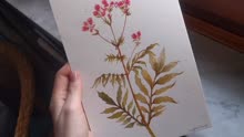 水彩画教程 植物系列 缬草 （Valeriana）绘制过程