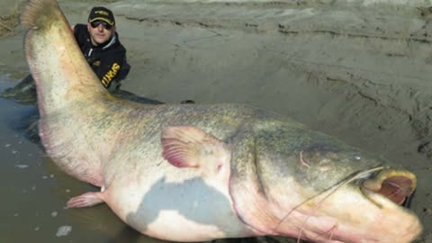 鲶鱼还能长这么大?印度恒河中抓出一条巨型鲶鱼,你猜有多大?