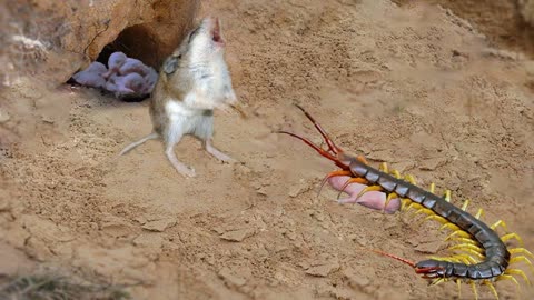 蜈蚣vs老鼠图片