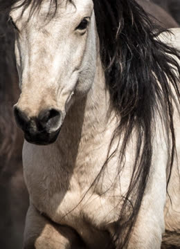 汗血寶馬既然這麼厲害,為何在元朝之後消失不見?