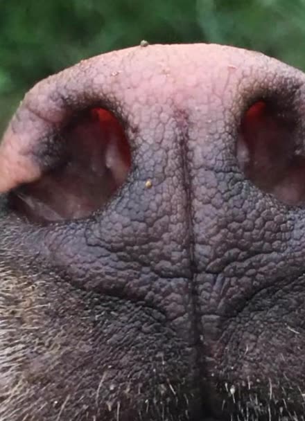 土猎犬针筒鼻子图片图片