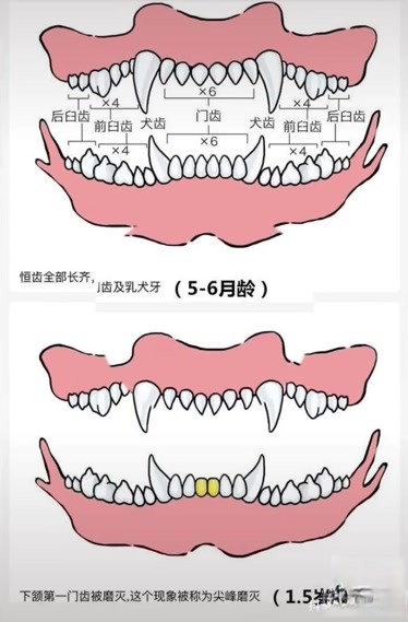 狗牙齿年龄对照表图解图片
