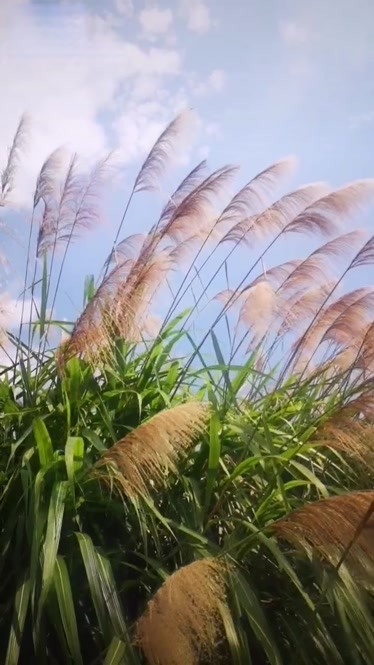 芒草 芦苇图片