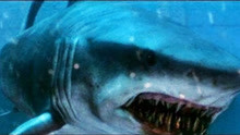 智慧食人鲨鱼和人类的博弈！五分钟看完惊悚灾难片《深海狂鲨》