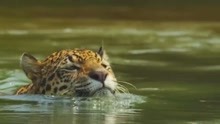 动物世界-美洲豹在水里捕食鳄鱼