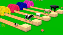 动物世界 奶牛绵羊和毛驴穿过5颜6色的跑道变颜色 