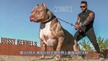 世界最强壮肌肉狗品种，强悍的比特犬位列第一