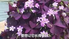 紫叶酢浆草好养活长得快，放在家里很耐看，养护方法也不难