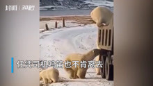 30秒 | 心酸！因冰川消融 饥饿的北极熊打劫俄罗斯垃圾车