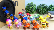 小鸭子玩具：大家一起集合进入缓冲区，斯巴鲁被鲨鱼先生盯上了！
