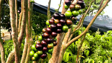 沙巴嘉宝果，一年四季多次结果品种，也称树葡萄，寓意多子多福。