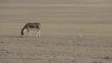 中国野生动物之哺乳动物系列“西藏野驴”