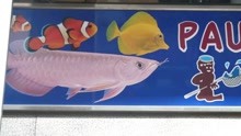 日本人都饲养什么品种观赏鱼？外国小哥访问日本水族市场