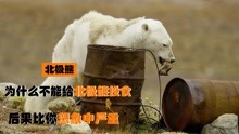 为何遇到饥饿的北极熊，再心疼也无人敢投喂？喂了后果很严重吗？
