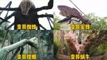 这四部电影中的变异昆虫，你觉得哪个比较厉害，变异螳螂好大一只