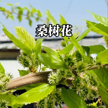 豌豆粉涼拌桑樹花太香了