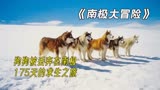 狗狗被丢在南极175天；最后看哭无数人《南极大冒险》