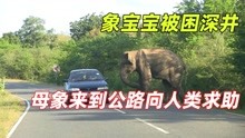  小象掉入深井生命垂危，母象到公路拦截车辆求助，结局感人暖心