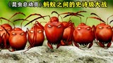 《昆虫总动员》蚂蚁之间的史诗级战斗 甚至动用了核武器
